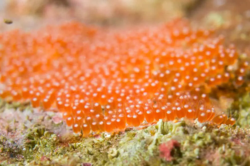Clownfish-Orange-Eggs