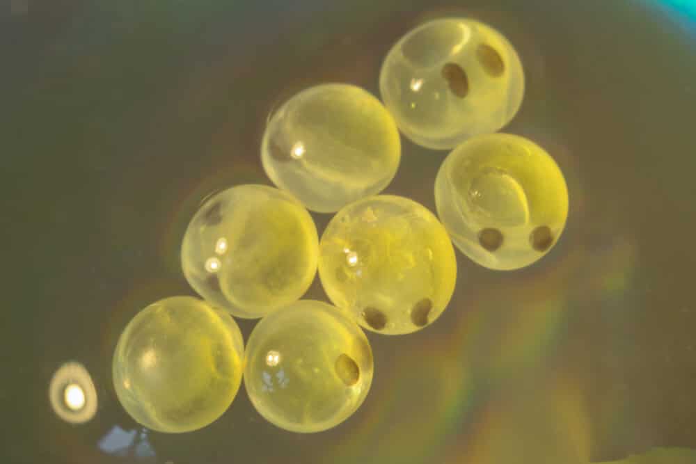 What Do Fish Eggs Look Like? [With Pictures & Chart] - eFishkeeping