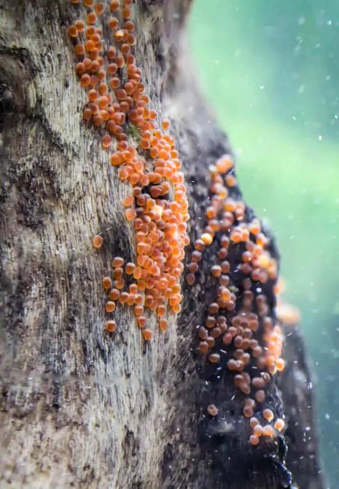 Eggs-Of-A-Discus-Fish