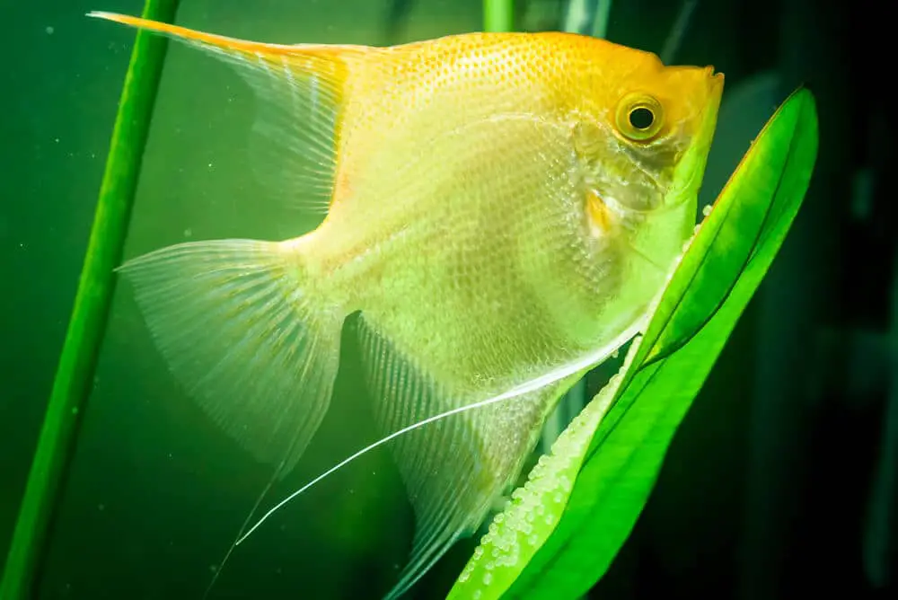 Yellow-Angelfish-Guarding-Eggs-In-An-Aquarium