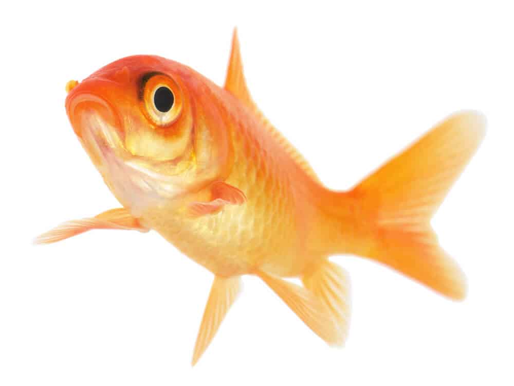 Common-Goldfish-Isolated-On-White-Background