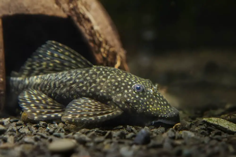 A-Pleco-Staying-Still-On-A-Black-Gravel-Peeking-Out-From-A-Coconut-Hiding-Shelter