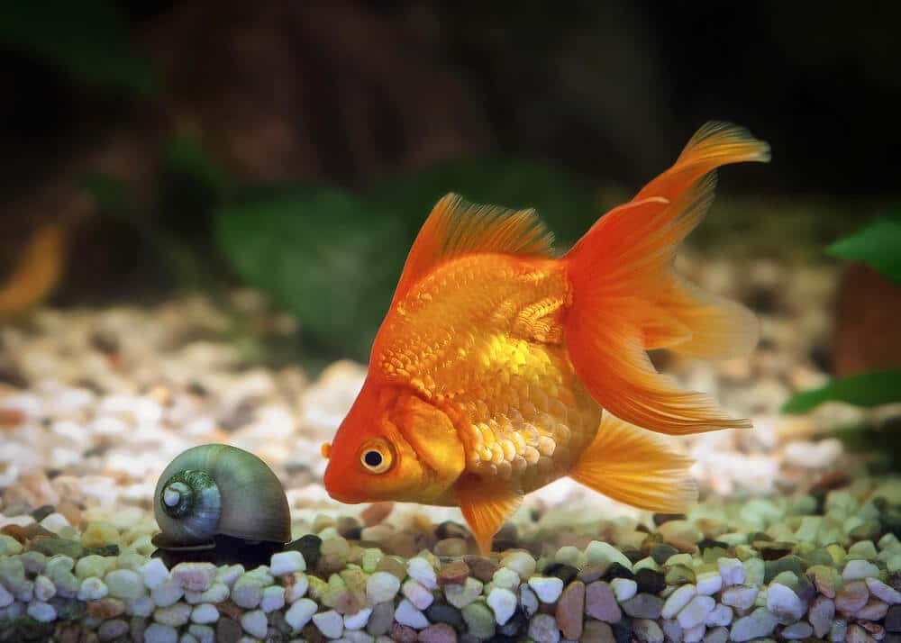 Goldfish-In-A-Fish-Tank-With-Snails-And-Gravels-In-Background