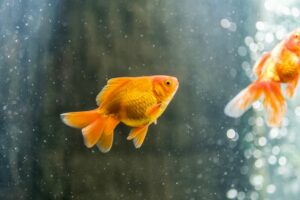 Explained: Do Goldfish Need A Heater? [Temperature Guide]