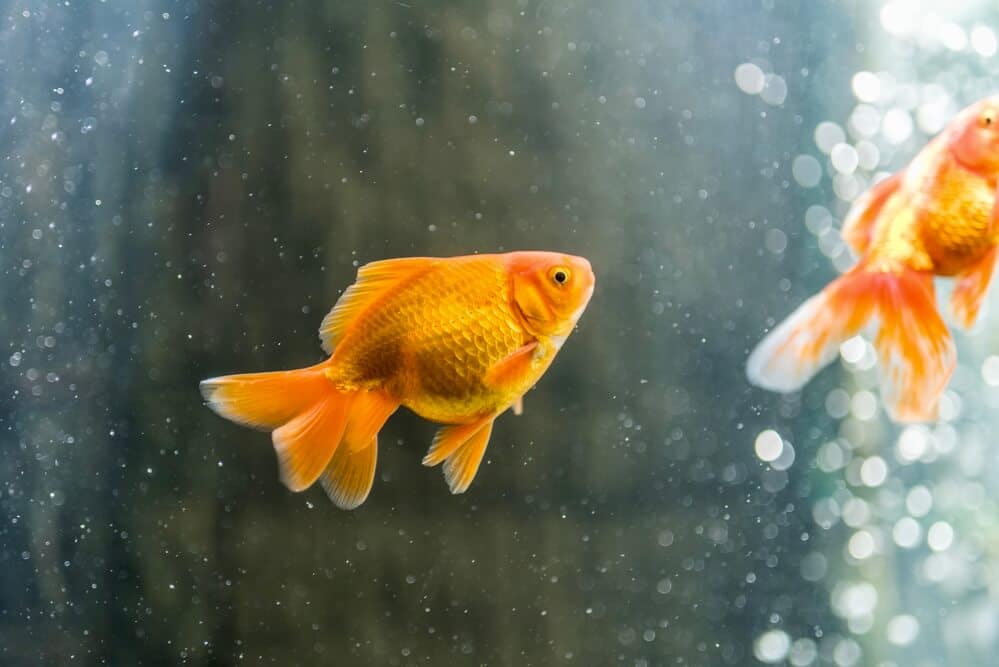 Do-Goldfish-Need-A-Heater-Temperature-Guide