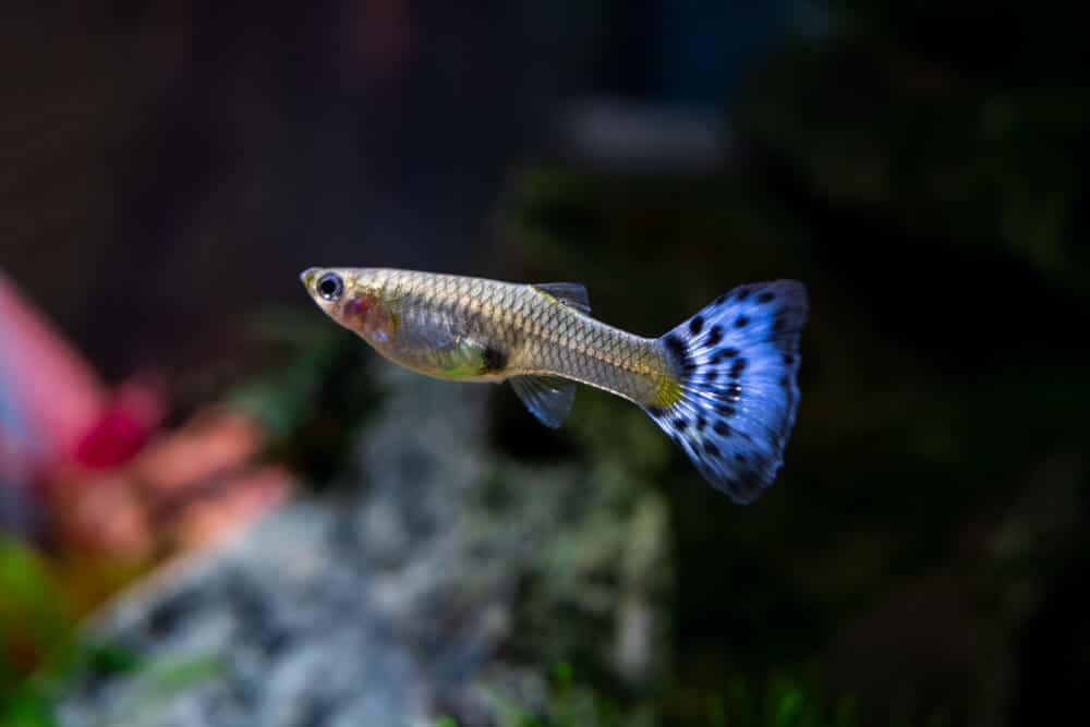 Female-Guppy-In-A-Planted-Aquarium