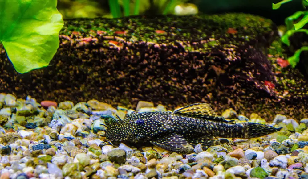 A-Pleco-Not-Moving-And-Staying-Still-On-A-Tank-Substrate