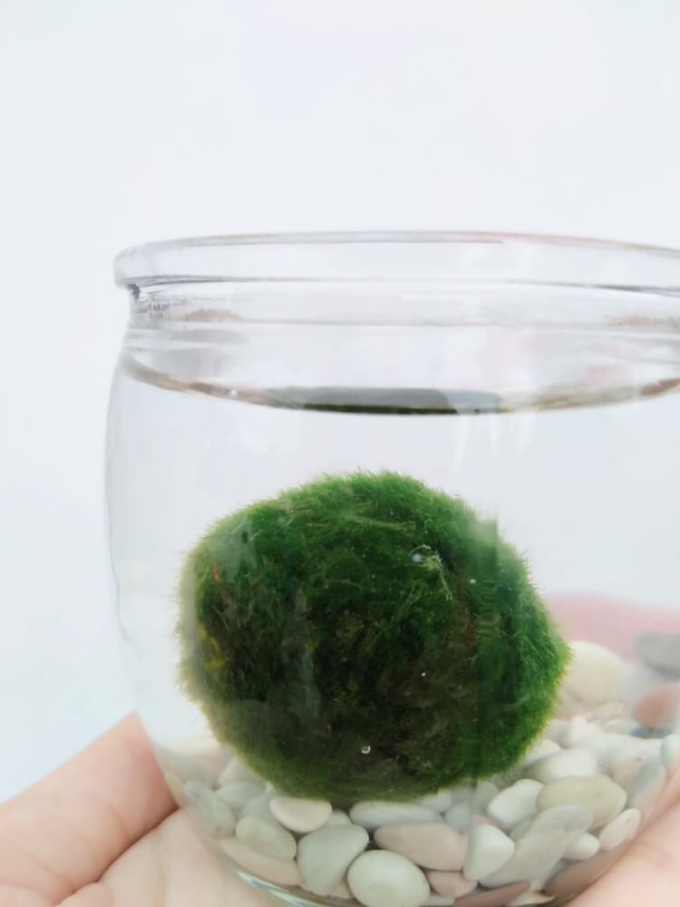 A-Moss-Ball-In-A-Bowl-With-Substrate