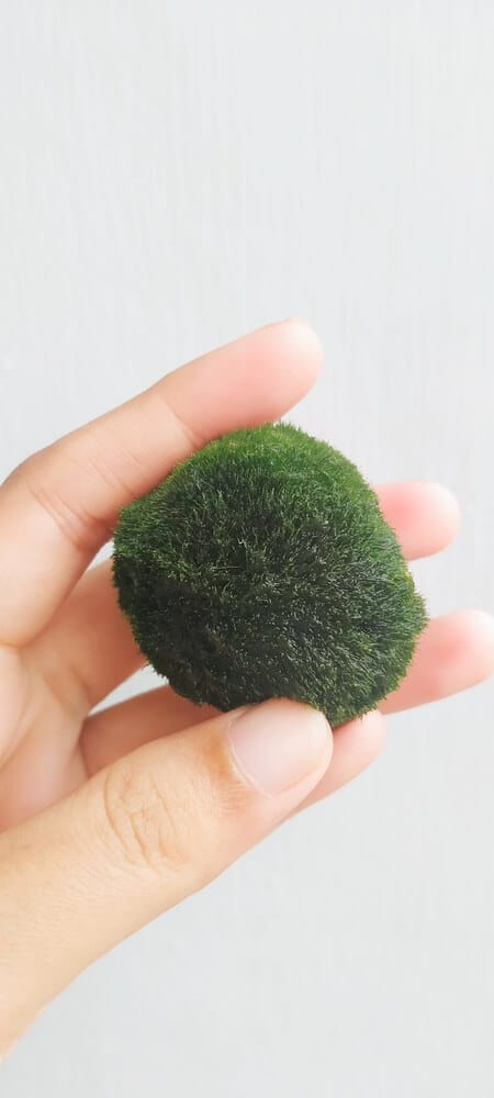 A-Hand-Holding-A-Moss-Ball