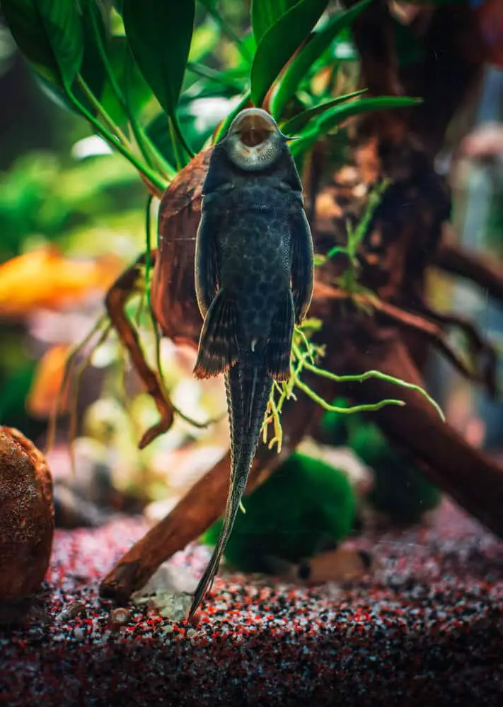 A-Pleco-Feeding-From-The-Tank-Glass-Surface