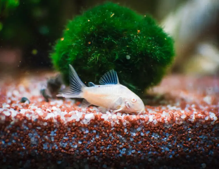Will Different Types Of Cory Catfish School Together? (Explained