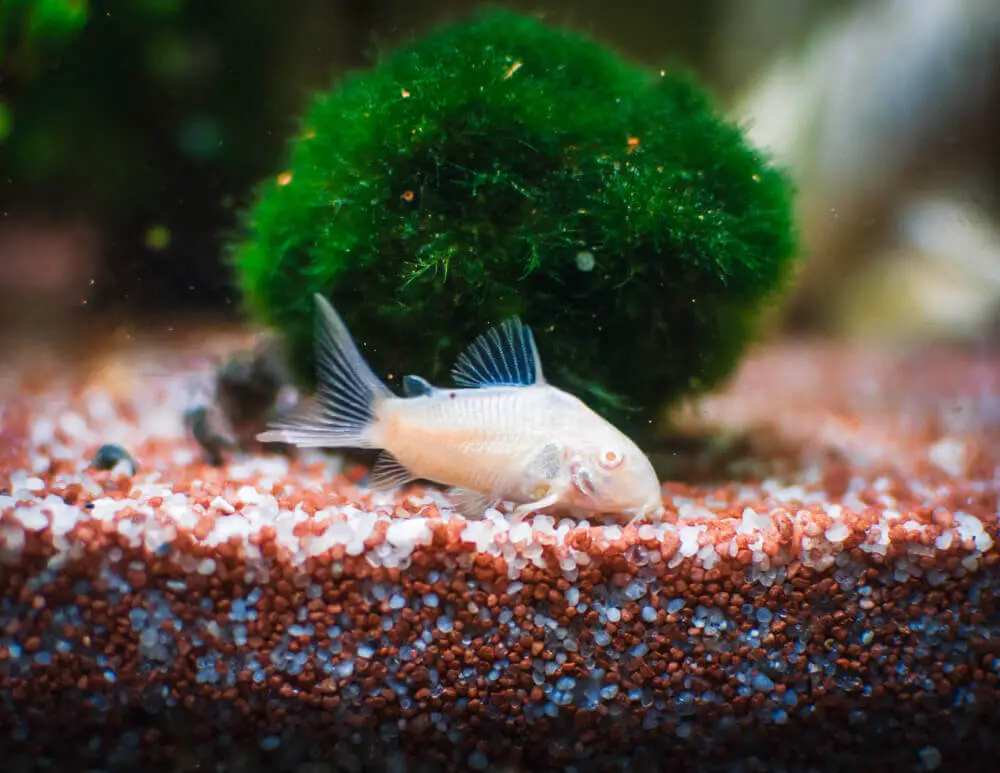 An Albino Cory Catfish Searching For Food In The Substrate In A Fish Tank With Moss Ball