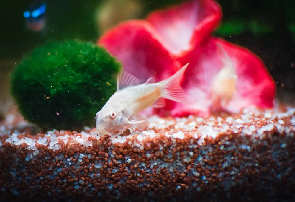 An Albino Cory Catfish Finding Food In The Substrate With Moss Balls In The Back In A Fish Tank