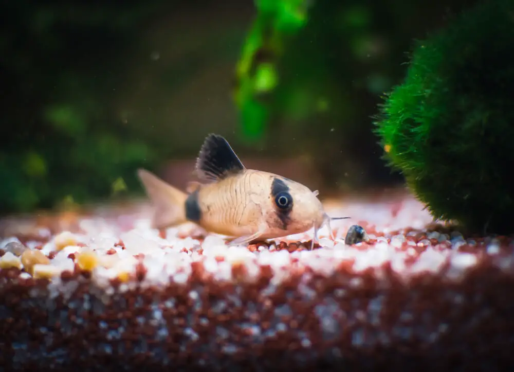 Lovely Cory Catfish In A Fish Tank With Moss Balls