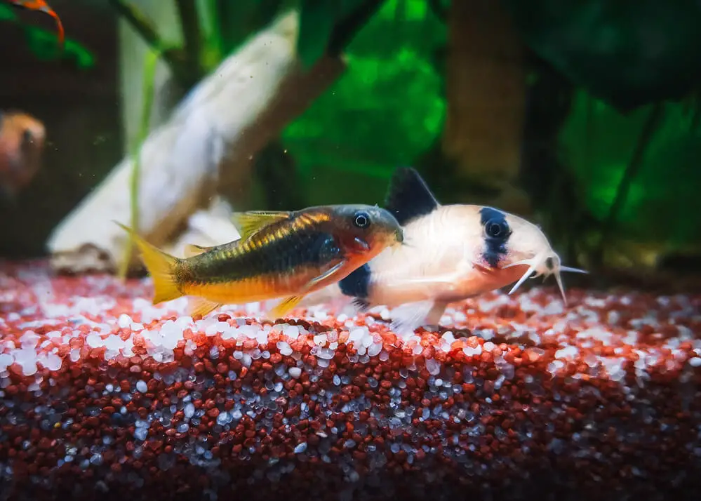 Two Different Types Of Cry Catfish Together In A Fish Tank