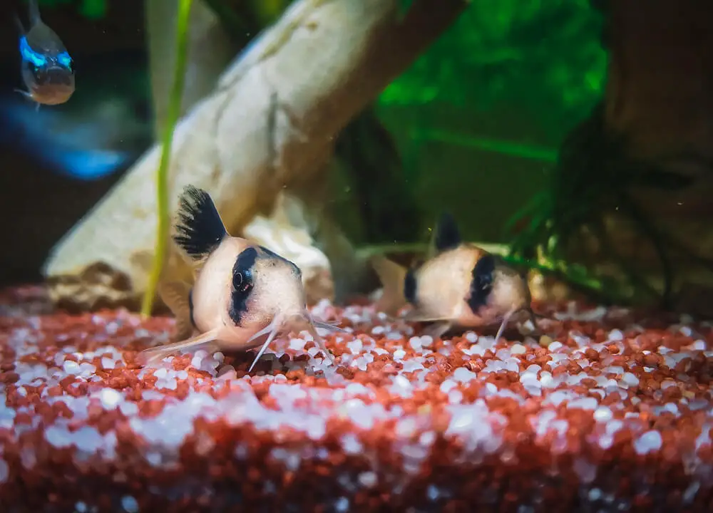 Two Same Type Of Cory Catfish In A Fish Tank