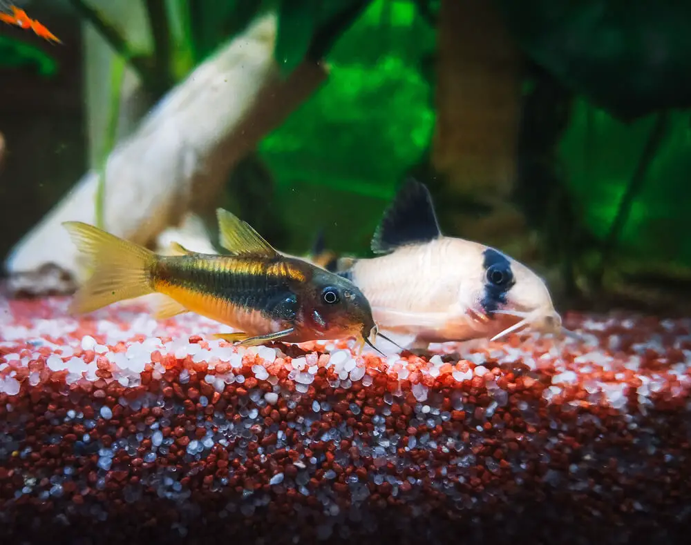 Will Different Types Of Cory Catfish School Together