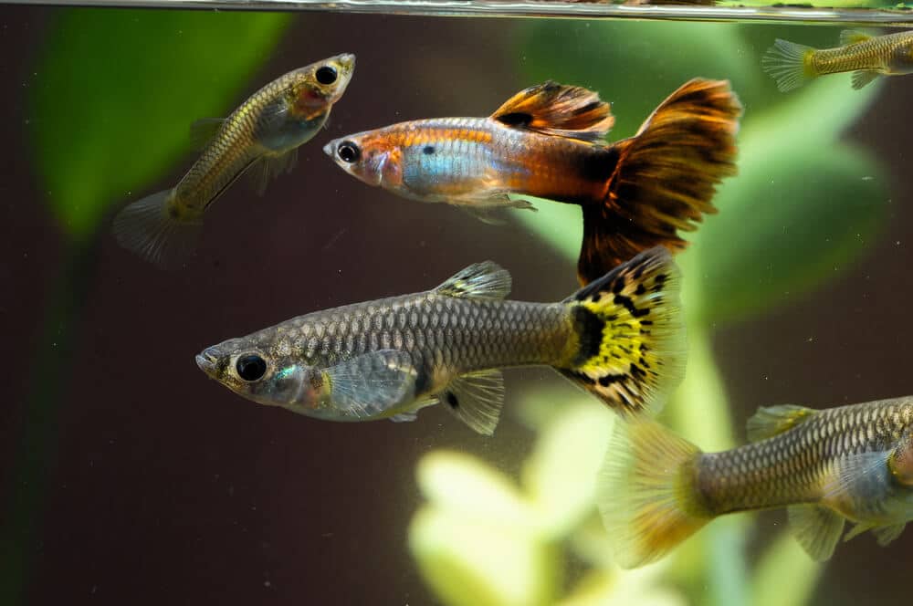 Multiple-Guppies-In-A-Fish-Tank
