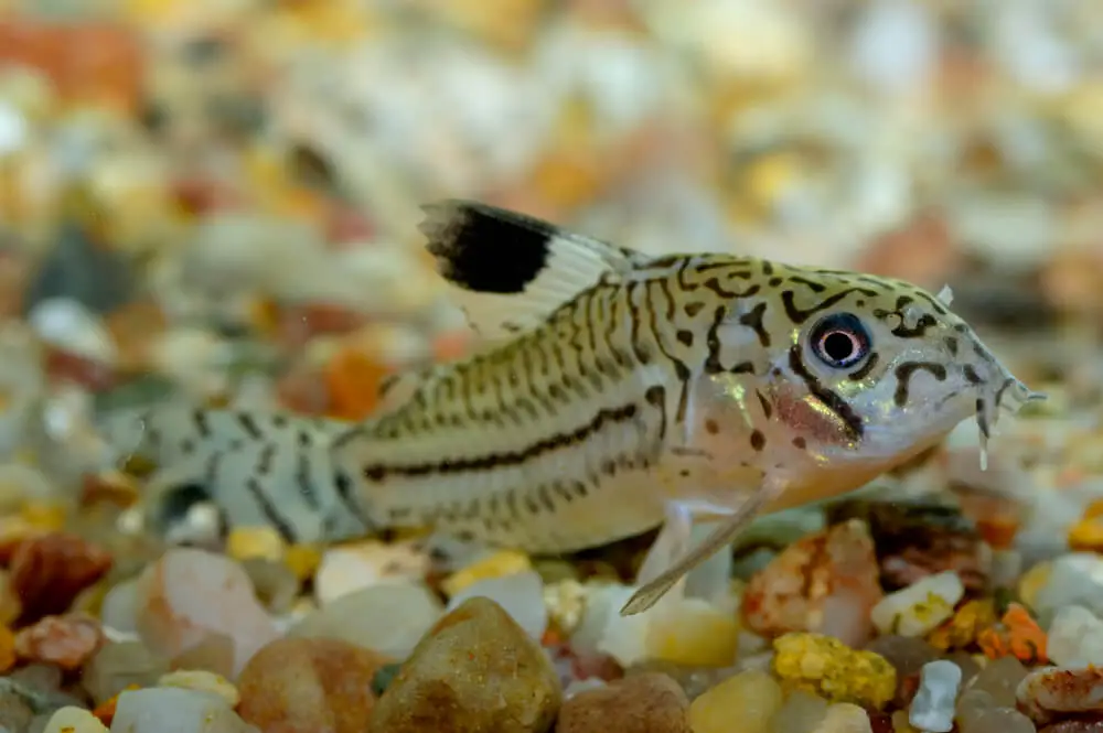 A Cory Catfish In A Fish Tank Sitting On A Gravel