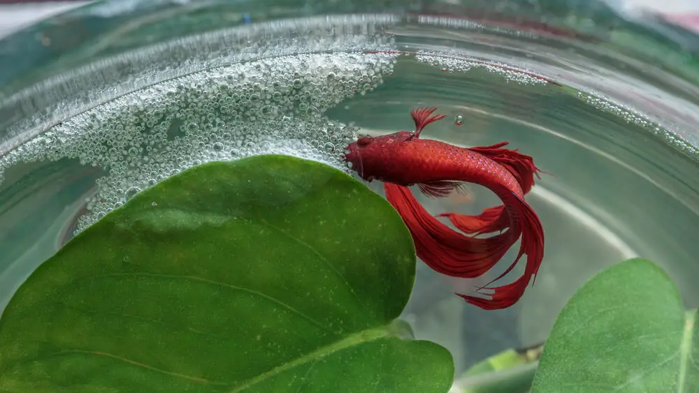 Male-Red-Betta-Fish-And-Bubble-Nest-For-Eggs-In-Water
