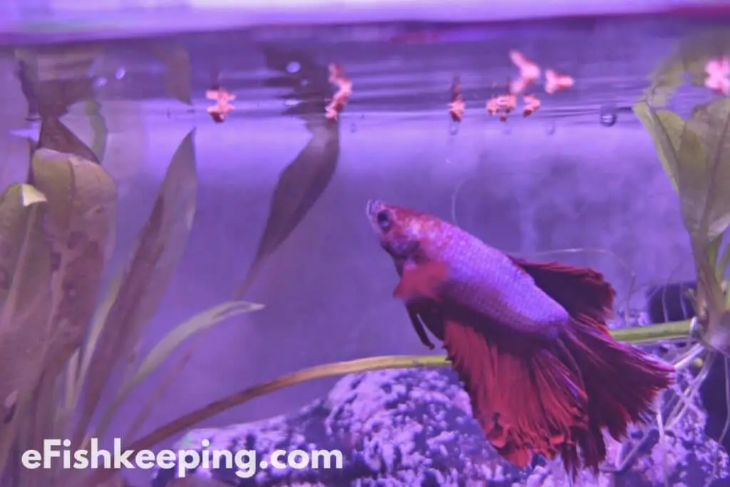 A Betta Fish Looking At The Fish Food In A Tank With Amazon Sword In The Backdrop