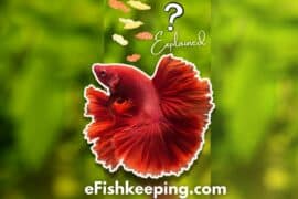 Can Betta Fish Eat Tropical Flakes? (6 Things To Know!)