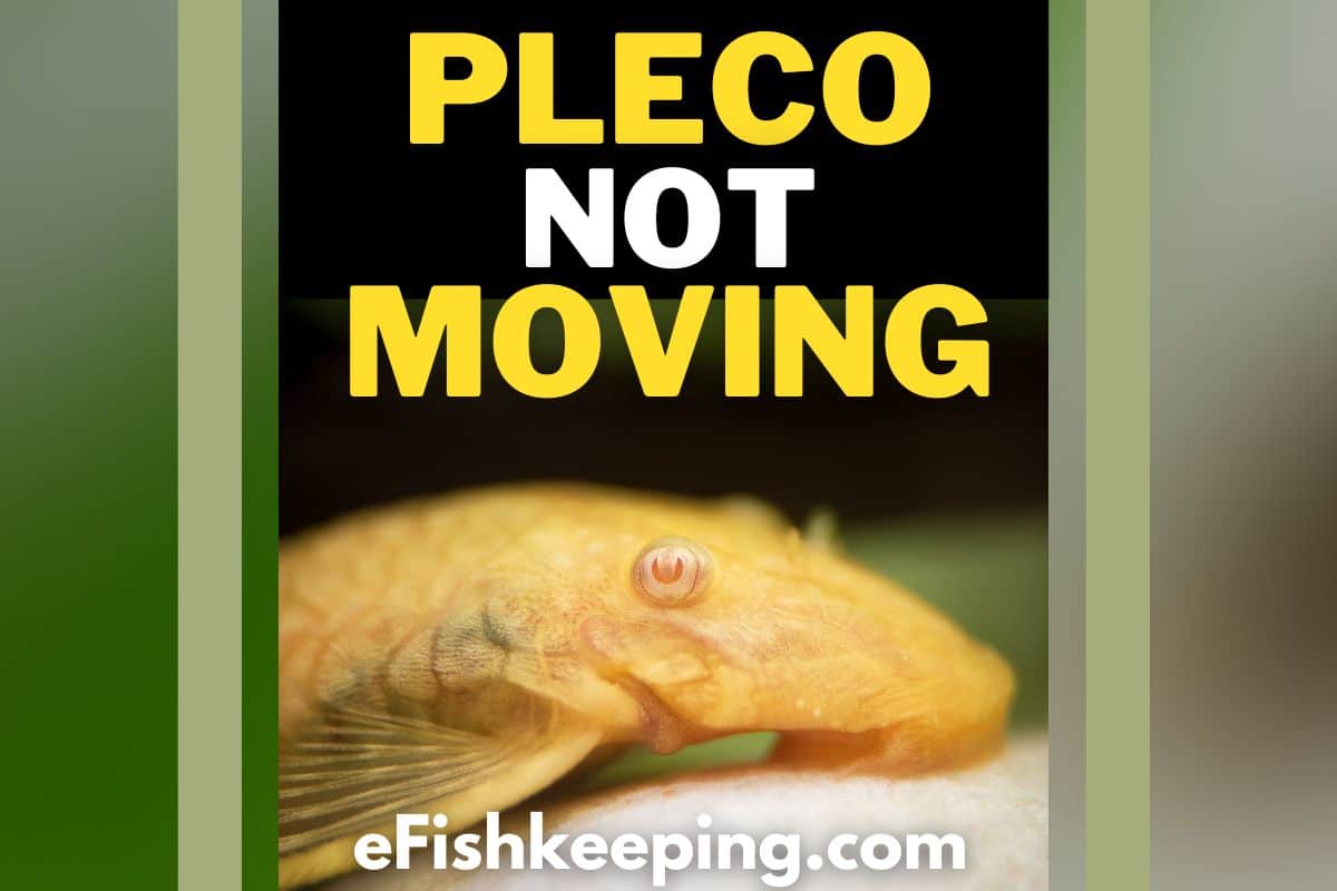 pleco-not-moving