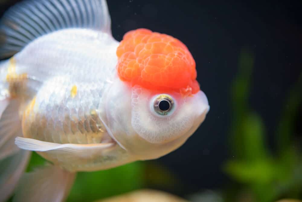 Do Goldfish Sleep? (How, Signs, & What To Do)