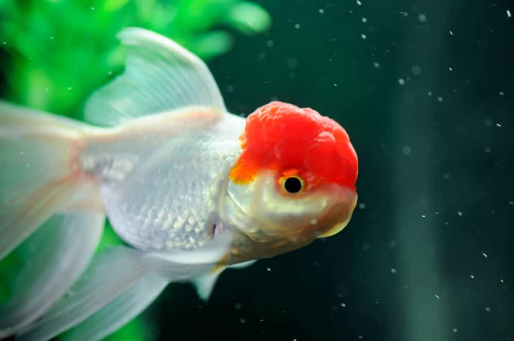 goldfish-staying-still-in-a-tank