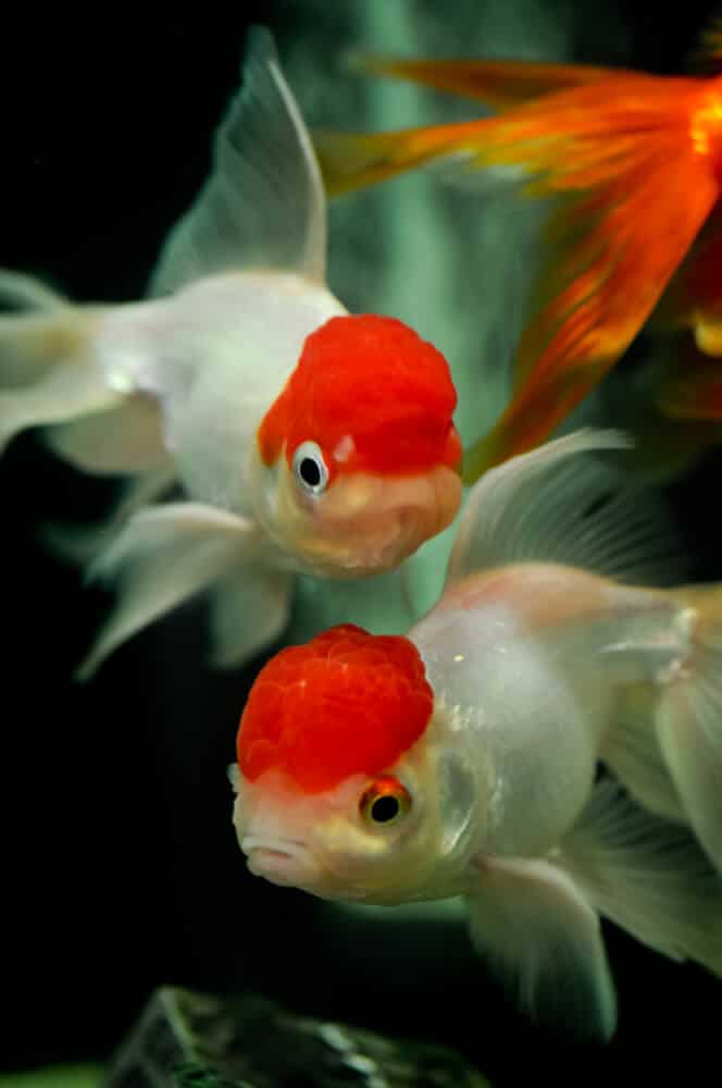 two-red-cap-oranda-goldfish-closeup