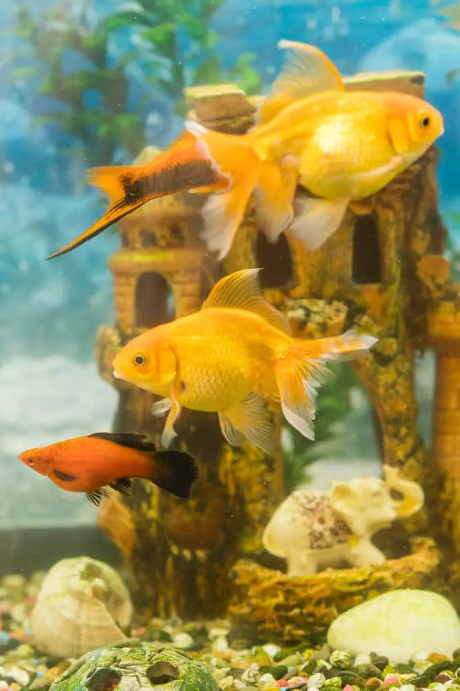 two-goldfish-swimming-in-a-tank-with-decorative-hiding-places