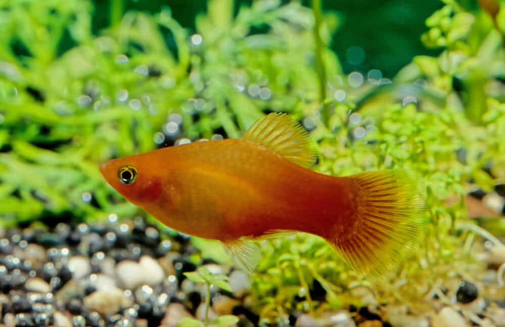 platy-fish-swimming-in-a-fish-tank