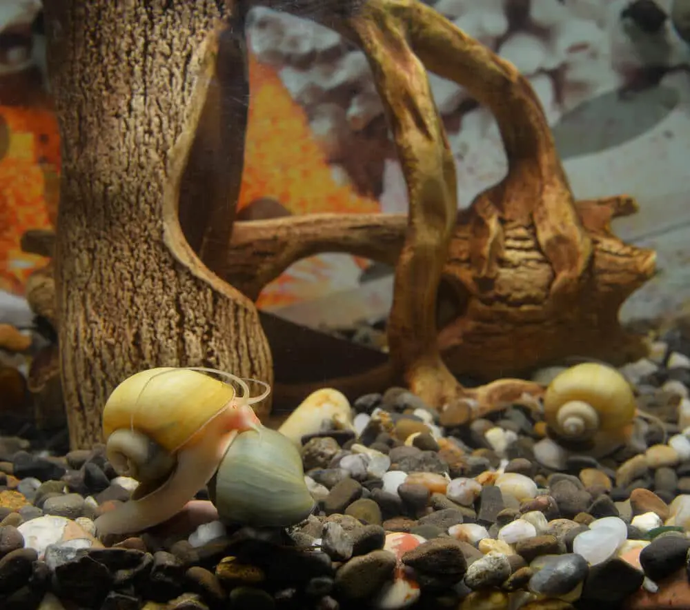 mystery-snails-looking-for-food-in-a-tank