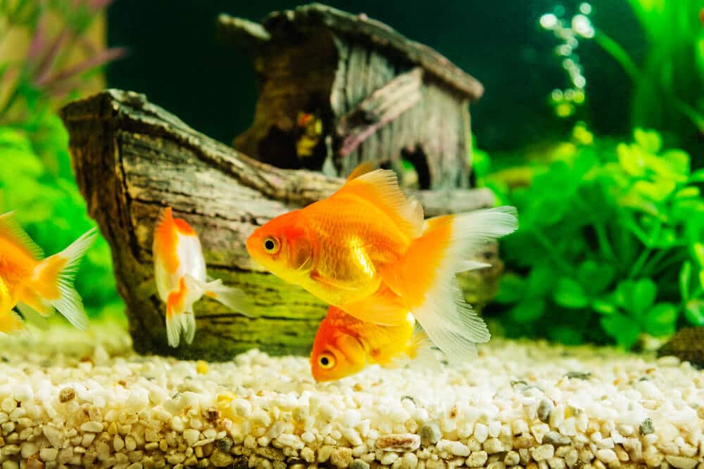 goldfish-in-a-beautiful-tank-environment