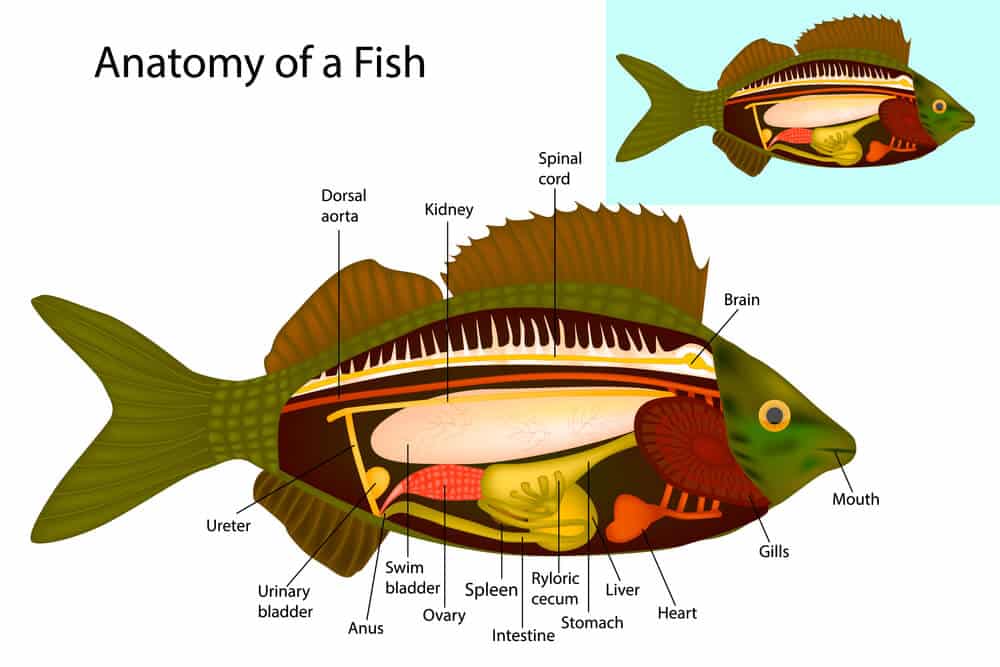 internal-parts-and-general-anatomy-of-fish