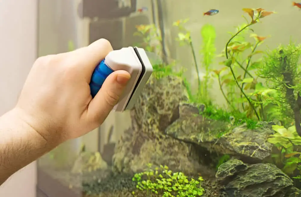 a-male-hand-scraping-off-algae-from-a-fish-tank