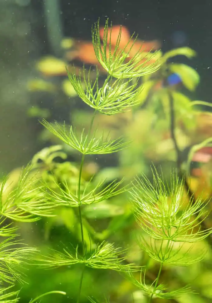 close-up-of-hornwort-plant-in-aquarium