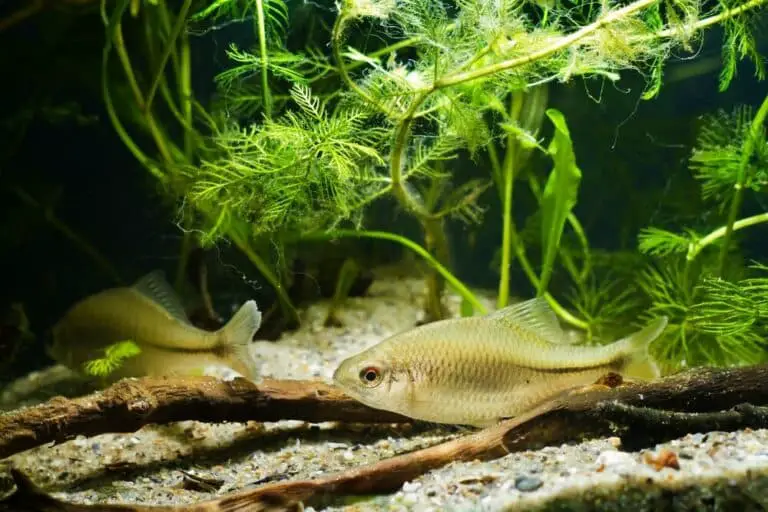 How Fast Does Hornwort Grow? (Explained) eFishkeeping