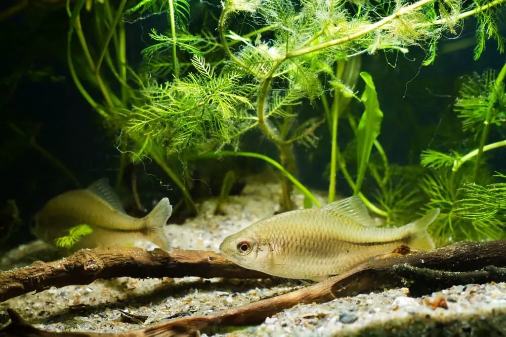 Two fish swimming in a freshwater biotope aquarium with driftwood and hornwort plants