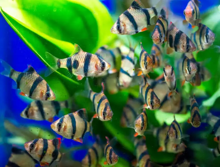 How Many Tiger Barbs Should Be Kept Together? [Explained] eFishkeeping