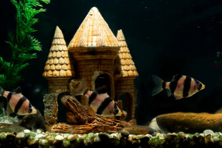 tiger-barbs-swimming-in-a-decorated-fish-tank