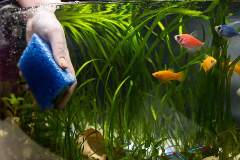 cleaning-aquarium-glass-from-algae-growth