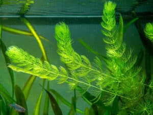 how-fast-does-hornwort-grow