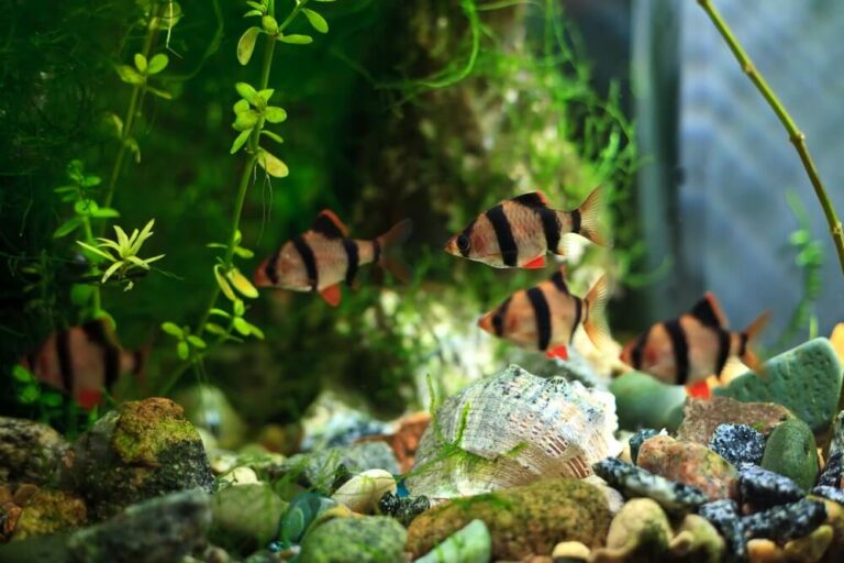 how-many-tiger-barbs-should-be-kept-in-a-fish-tank