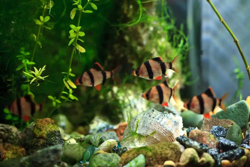 How Many Tiger Barbs Should Be Kept Together? [Explained]