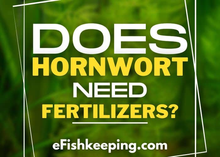 Does Hornwort Need Fertilizer? (5 Best Fertilizers For Them)