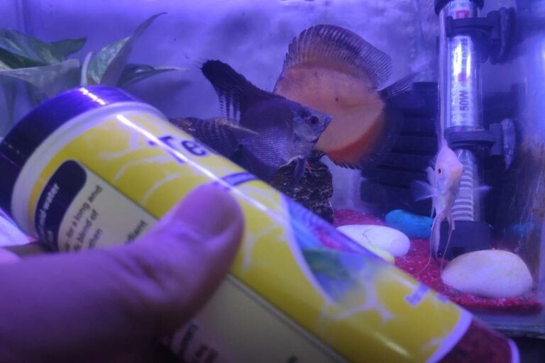feeding-angelfish