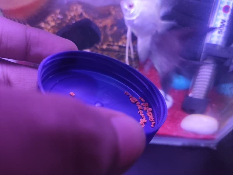 food-pellets-in-container-lid-for-feeding-angelfish