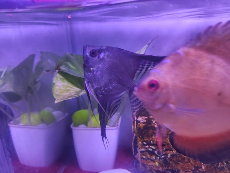an-angelfish-swimming-near-a-food-pellet-in-aquarium