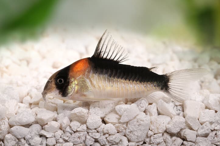 cory-catfish-inside-an-aquarium